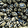 Muscles_close