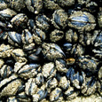 Muscles_close
